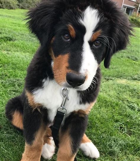 It important that a dam gets regular exercise during prenancy so that she is able to whelp and care for the pups properly. Pin von Renate Stüer auf Tiere (mit Bildern) | Hunde ...