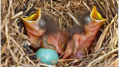 What Does A Blue Jay Eggs Look Like Webphotos Org