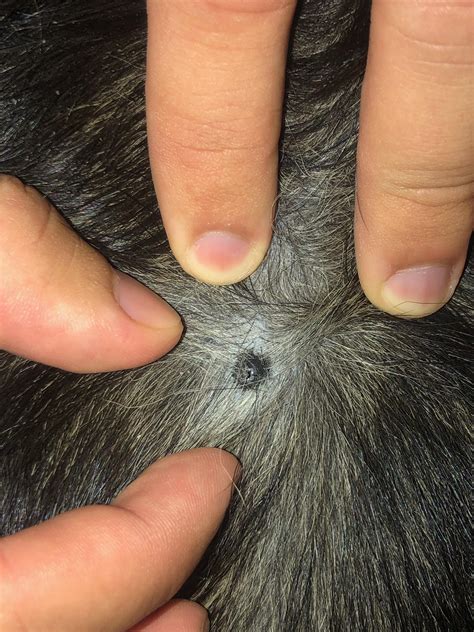 What Is This Bump On My Dogs Back Rdogadvice