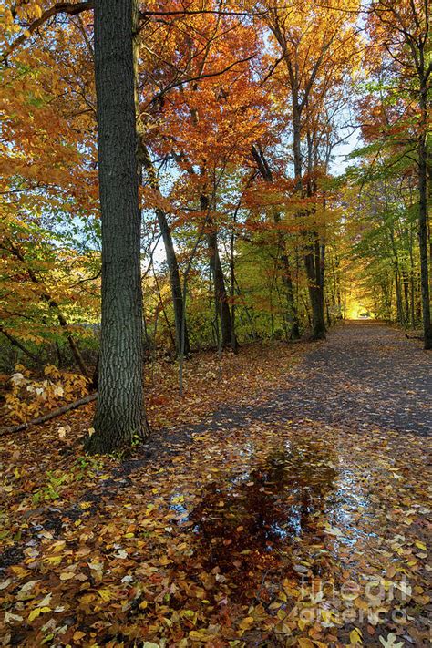 Puddle Along Fall Color Trail Photograph By Mike Cavaroc Fine Art America