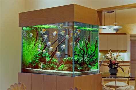 15 Amazing Home Aquarium Ideas You Must See