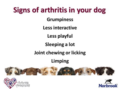 Canine Arthritis The Need For Life Long Management