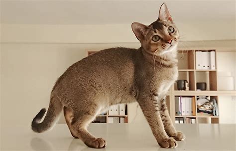 5 Cat Breeds that Stay Small | The Paw Print