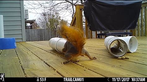 Squirrel Gets A Surprise Youtube