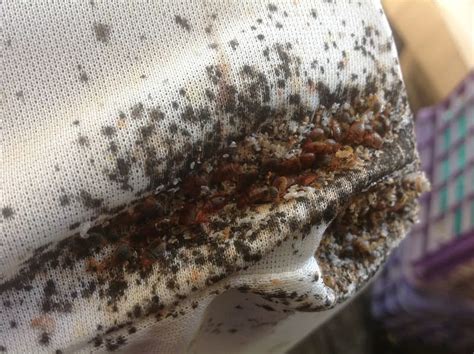 Aging Bed Bug Infestations How Long Have They Been Here Burnin Bugs