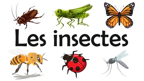 Apprendre Les Insectes En Français Lets Learn Youtube
