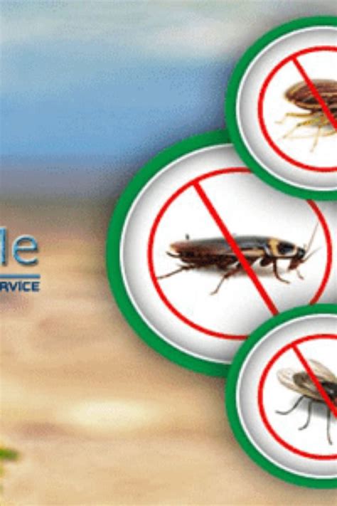 Monthly pest control service is only necessary for certain situations. List Of Best Pest Control Services Near Me in Bangalore ...