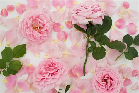 Floral Pattern With Pink Roses And Petals On White Stock Photo Image