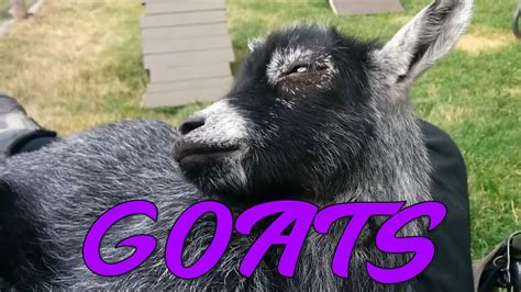 Goats Compilation Funny Animal Videos Youtube