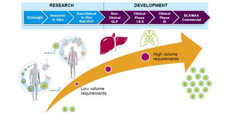 Bones protect the various organs of the body, produce red and white blood cells, store minerals, provide structure and support for the body, and enable mobility. Getting ahead of the game in cell and gene therapy ...