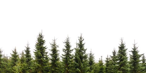 Pine Trees Conifer Forest Tree Photoshop Tree Plan Png