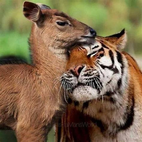 Animal Odd Couples Tiere Niedliche Tiere Tierbilder