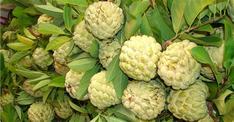 If the tree is a grafted tree, it will bear within the first year after the graft has taken assuming that the graft was from wood from a fruiting tree/that was old enough to fruit. Did you know, Custard Apple is good for heart, skin, bone ...