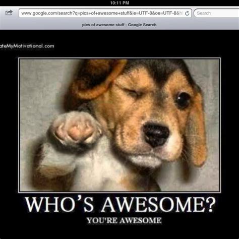 Whos Awesome You Are Funny Animal Memes Puppies Funny Funny Animals