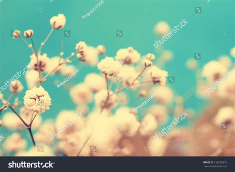Vintage Lovely Small White Flower Buds Stock Photo 158210375 Shutterstock
