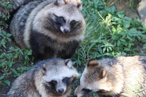 This Adorable Dog That Looks Like A Raccoon Will Be Your
