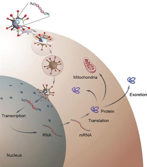 Gene therapy for metabolic diseases - IOS Press