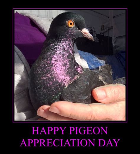 Pigeon Appreciation Day 2016 Appreciation Pigeon Happy