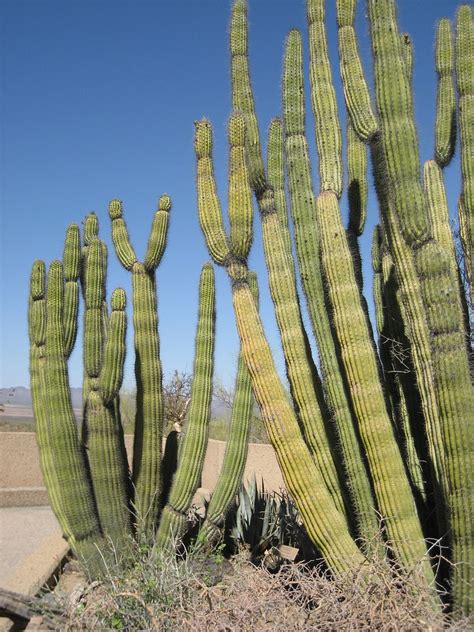 The Meaning And Symbolism Of The Word Cactus
