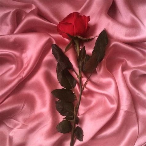 Read pastel pink from the story aesthetics™ by manuel022 (. abbie elizabeth powell | Aesthetic roses, Pastel red ...