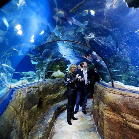 We did not find results for: Sea Life London Aquarium | Family & Kids | London