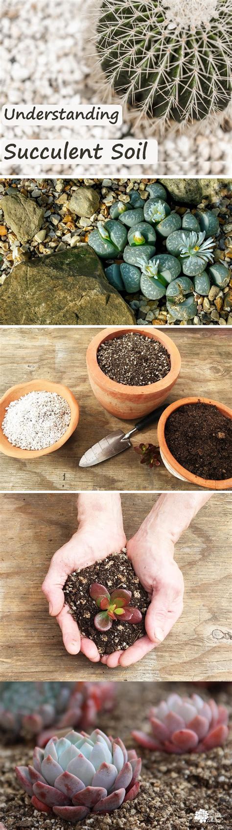 As previously mentioned, there is. Best Succulent Soil? What Your Succulent Needs ...