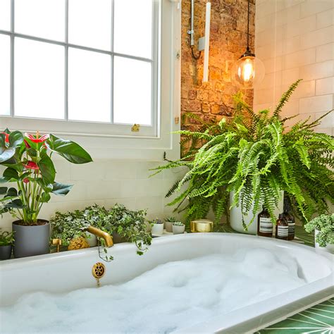 Bathroom Plant Ideas Best Plants To Choose To Create A