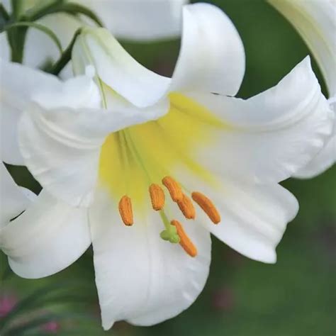 Lilium Trumpet Regale Album Extra Large Lily De Jager Bulbs