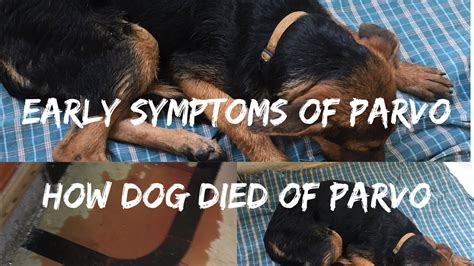 Early Symptoms Of Parvo Tips To Save Your Dog And How My Dog Died Of