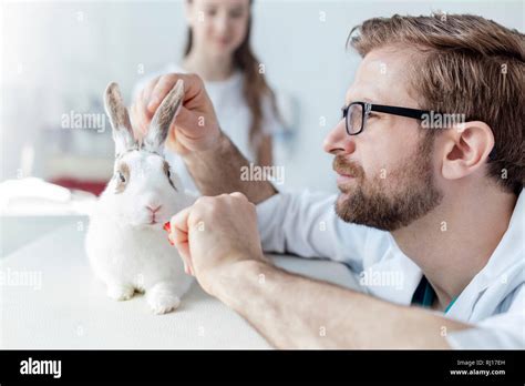 Closeup Of Doctor Examining Rabbit On Bed In Veterinary Clinic Stock