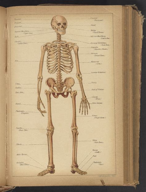 Anatomical Diagram Of Human Skeleton Science History Institute