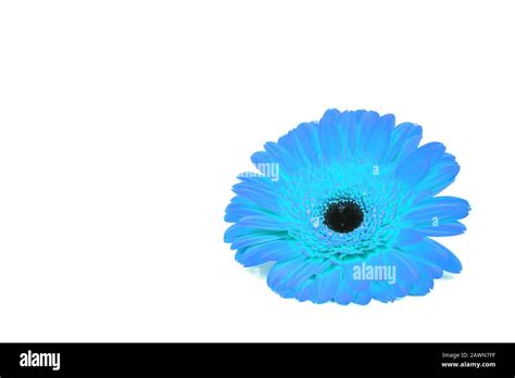 Blue Gerbera Flower Isolated On White Background Stock Photo Alamy