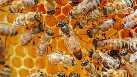 Queen bees and worker bees are genetically the same, so queen bees must have some capacity to sting things other than other queens. Bestaat het Queen Bee-effect nog? - Nieuws - Universiteit ...