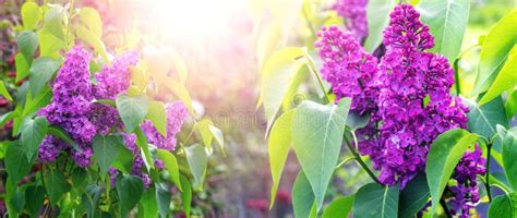 Lilacs Are Blooming Purple Lilac Flowers On A Bush In Sunlight Stock