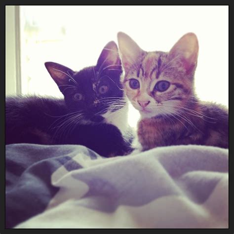 diet - Cat throws up every day - Pets Stack Exchange
