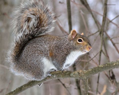 How Squirrels Get Into Your Home Pinnacle Wildlife Control