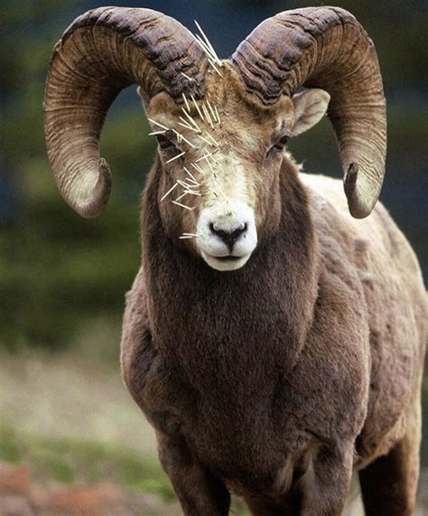 Big Horn Ram Majestic Animals Unusual Animals Big Horn Sheep