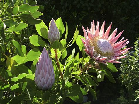 Maybe you would like to learn more about one of these? Protea Care And Information - Learn How To Grow Protea Flowers