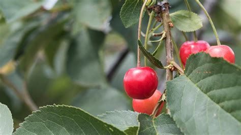 Commercial cherries are obtained from cultivars of several species, such as the sweet prunus avium and the sour prunus cerasus. Sour Cherry (Prunus cerasus) - British Trees - Woodland Trust
