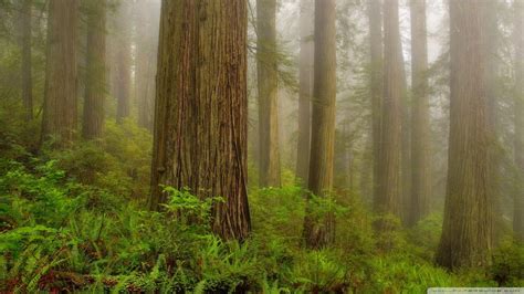 Redwood National And State Parks Wallpapers Wallpaper Cave