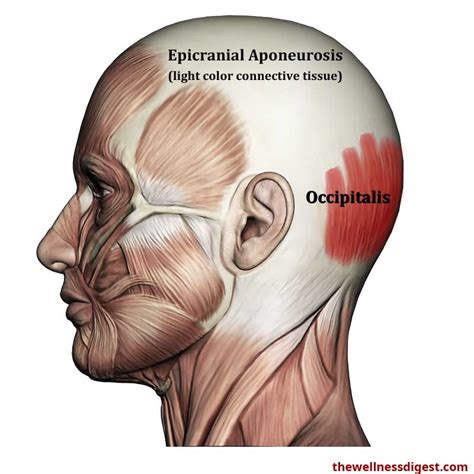 Occipitalis Anatomy Origin Insertion Action Innervation The