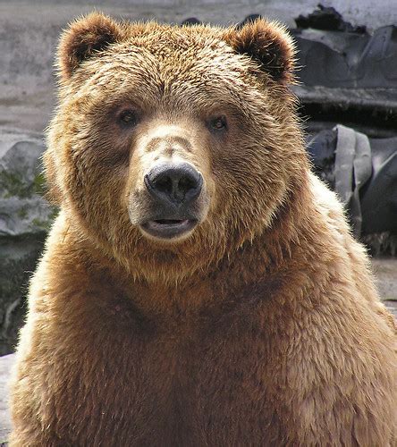 Kodiak Bear © 2010 Barbara A Hardin All Rights Reserve Flickr