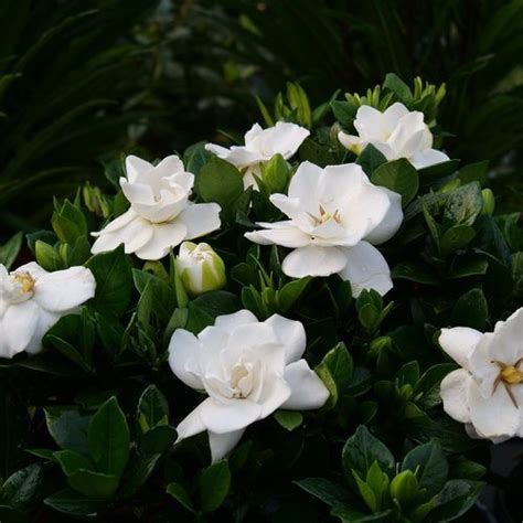 Top 20 Fragrant Flowers For Your Garden Garden Design