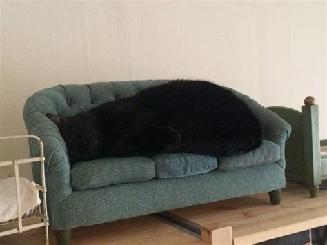 This Cat Couch Is Sofa King Cute Cat Couch Cat Bed Pet Couches