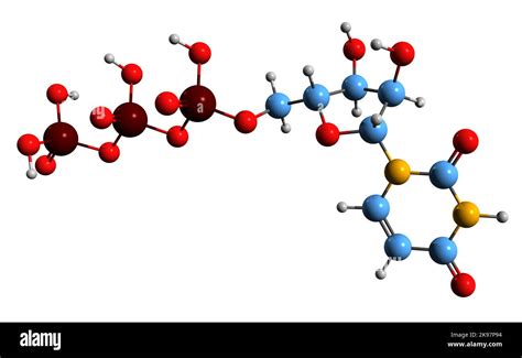 D Image Of Uridine Triphosphate Skeletal Formula Molecular Chemical