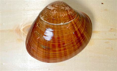 Smooth Clam Mar Import
