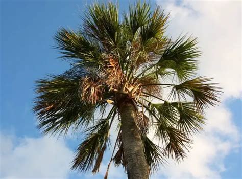 Expert Tips How To Water Palm Trees The Right Way