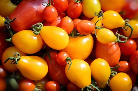 Colored Tomatoes In Yellow Red Black And Orange Make For Beautiful