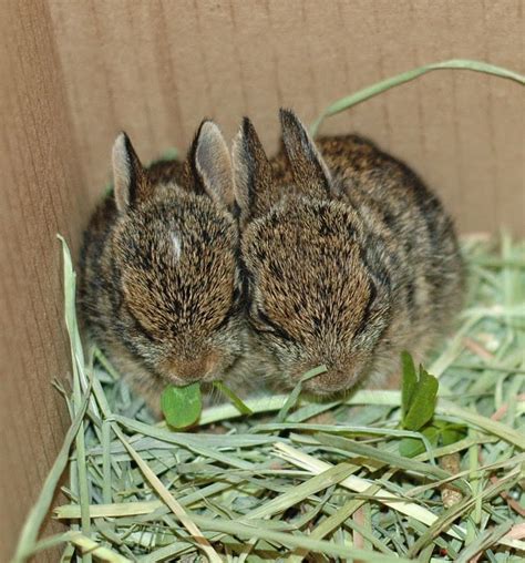The baby bunny got accustomed to. Honeysuckle Lane: Little Miracles, If Only for A Time