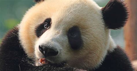 Panda Bear Tour China Adventure Travel Natural Habitat